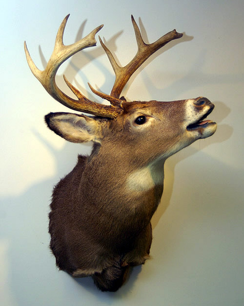 mounted deer head